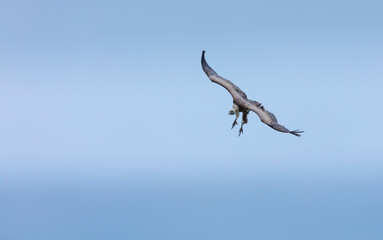 GRIFFON VULTURE - BUITRE LEONADO (Gyps fulvus), Liendo, Liendo Valley, MONTAÑA ORIENTAL COSTERA, Cantabrian Sea, Cantabria, Spain, Europe