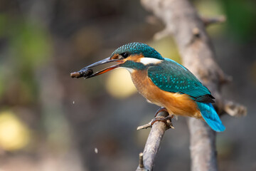 Common kingfisher, Alcedo atthis. A young bird learns to fish, dived into the river and took out a piece of a branch from the water