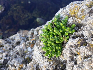 moss on stone
