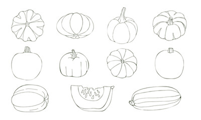Vector illustration of pumpkins isolated on white background. Different contour vegetables drawn by hands.