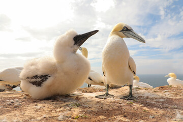 Northern Gannet with baby on rocks in wild nature