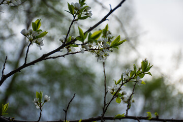 blossoming tree in spring