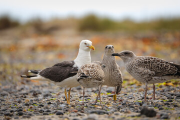 Seagull with cubs asking for food in wild nature