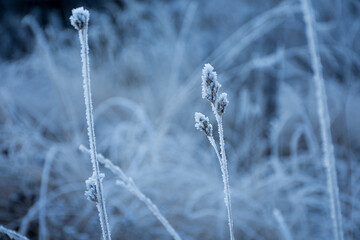 grass in the snow