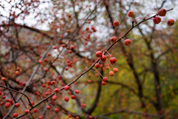red berries in autumn