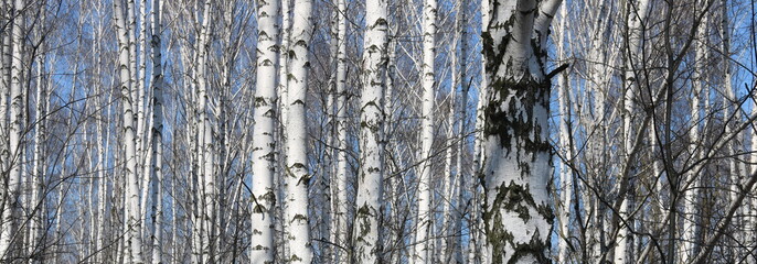 Fototapeta premium Young birches with black and white birch bark in spring in birch grove against background of other birches