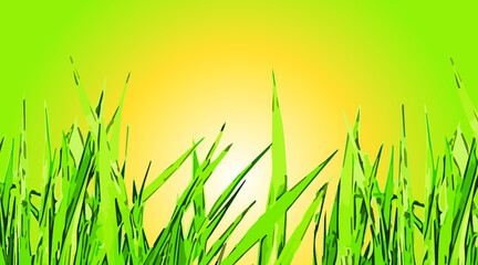 vector grass on the background of the sun in the field