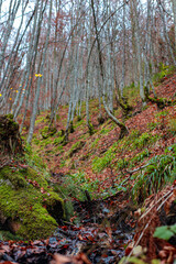 autumn forest in Mountain wallpaper, screensaver, poster