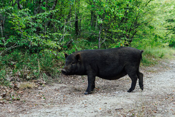 young wild boar pig looking for food in the woods