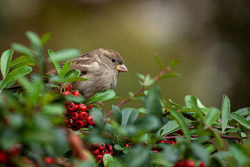 Sparrow sitting on a branch of a shrub with green leaves, autumn time