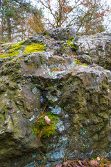 Obraz na płótnie Canvas Rock covered with moss, needles and leaves. Close-up view