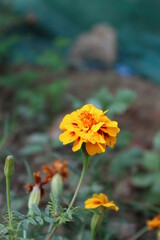 yellow marigold flower in the garden
