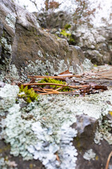 Rock covered with moss, needles and leaves. Close-up view