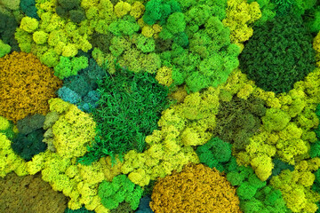 multicolored stabilized moss for ecological interior design close up