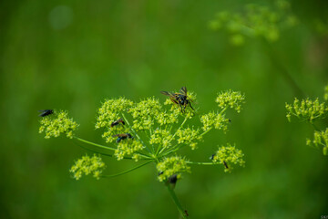 bee on a flower
