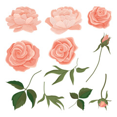Vector illustration set of buds of gently pink roses and peonies, leaves, branches. Roses for bouquets and invitation cards