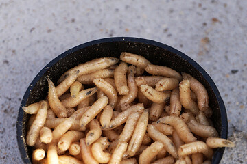 maggots, fishing bait close up in a box