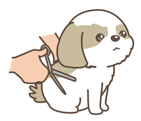 子犬のトリミング　シーズー