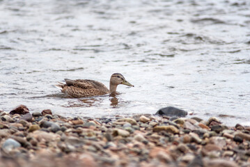 female Mallard duck swims on the river