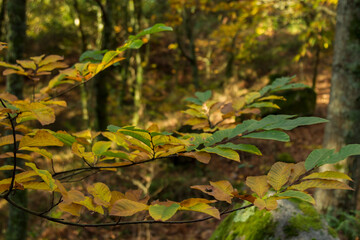 dry orange and yellow leaves of the tree with autumn background, autumn landscape