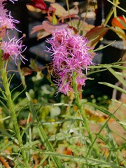 bee flying on pink flower in our summer garden during warm sunny day