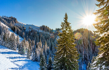 Fototapeta na wymiar forest in winter - bavarian alps