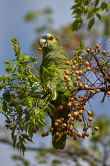 turquoise-fronted amazon (Amazona aestiva) feeding in the wild