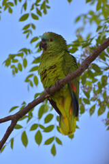 turquoise-fronted amazon (Amazona aestiva) in the wild
