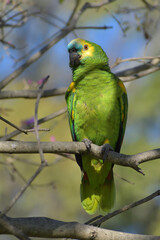 turquoise-fronted amazon (Amazona aestiva) in the wild
