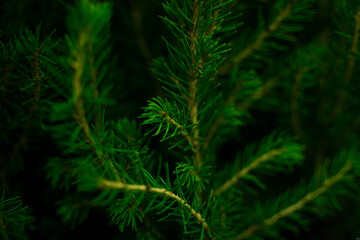 fern in the woods