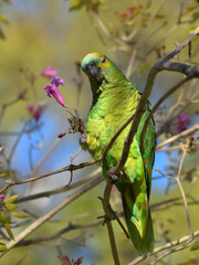 turquoise-fronted amazon (Amazona aestiva) in the wild