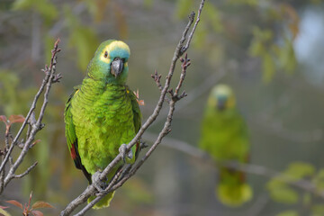 turquoise-fronted amazon (Amazona aestiva) in the wild