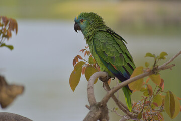 turquoise-fronted amazon (Amazona aestiva) in the wild