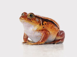 Ein roter Tomatenfrosch, Dyscophus antongilii, als Studiofoto vor weißem Hintergrund