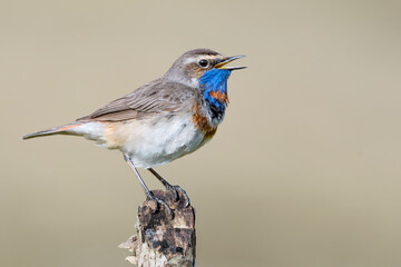 Beautiful portrait of Bluethroat on branch (Luscinia svecica)
