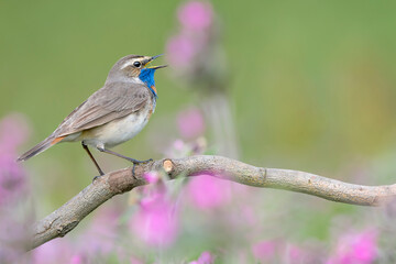 The wonderful Bluethroat male (Luscinia svecica)