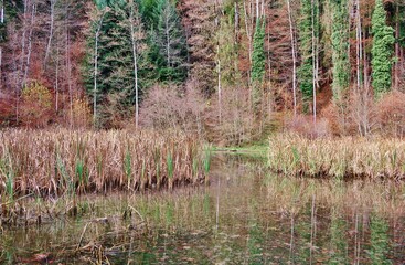 Obraz premium Waldschlucht in herbstlichen Farben
