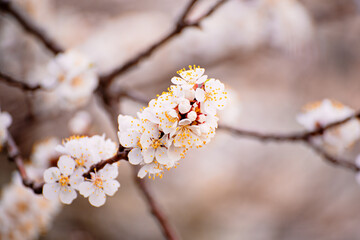 Apricot tree blossoms