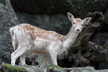 Naklejka na ściany i meble Fallow deer female in the woods (Dama dama)