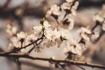 Apricot tree blossoms