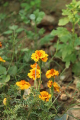 yellow marigold flowers in the garden