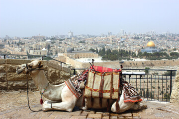 Camel in Jerusalem