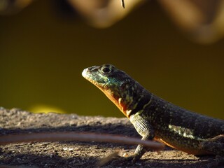 A small lizard 
