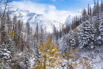 A fresh dusting of snow in the Canadian Rockies with some fall colours.
