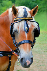 Obraz premium Haflinger horse in harness.