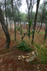 A forest on a cloudy autumn day