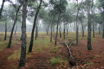 Fototapeta premium A forest on a cloudy autumn day