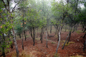 A forest on a cloudy autumn day
