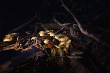 Detail photograph of some mushrooms in the forest during autumn
