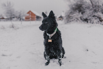 Naklejka premium black dog in snow